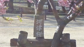 ここでも一本だけ目立っているのが河津桜。